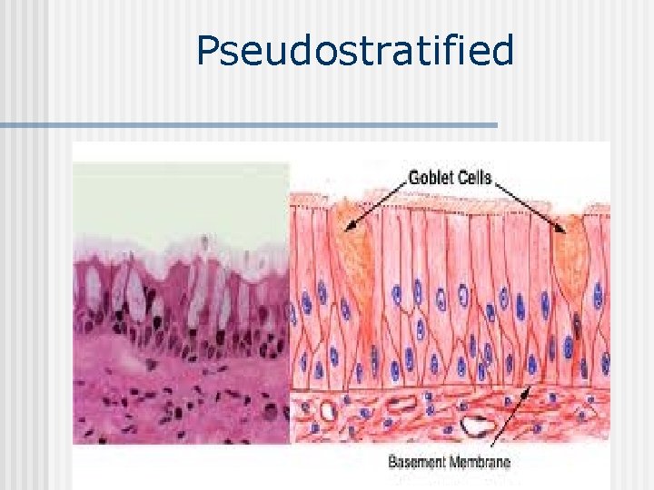 Pseudostratified 