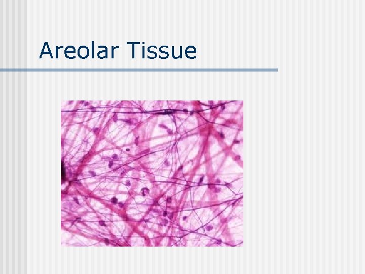 Areolar Tissue 