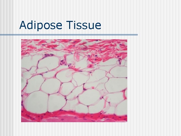 Adipose Tissue 