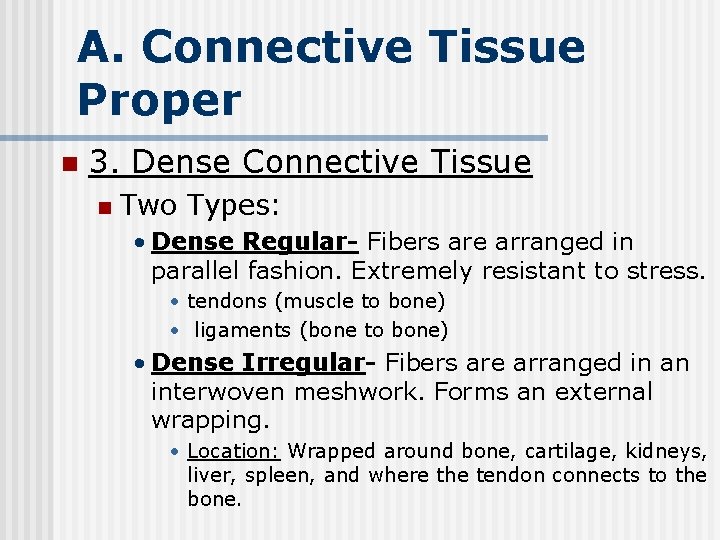 A. Connective Tissue Proper n 3. Dense Connective Tissue n Two Types: • Dense