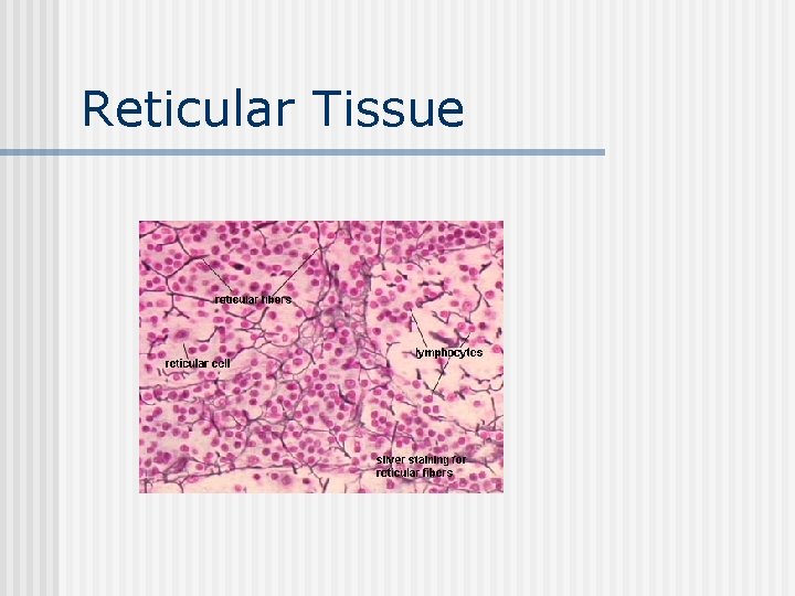 Reticular Tissue 