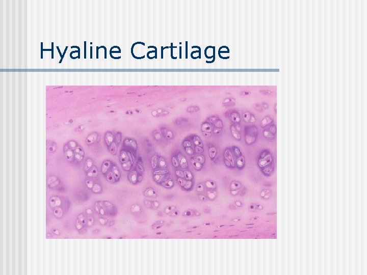 Hyaline Cartilage 