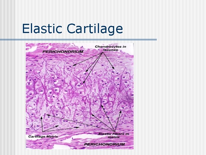 Elastic Cartilage 