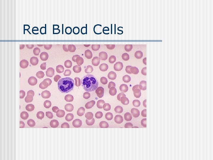 Red Blood Cells 