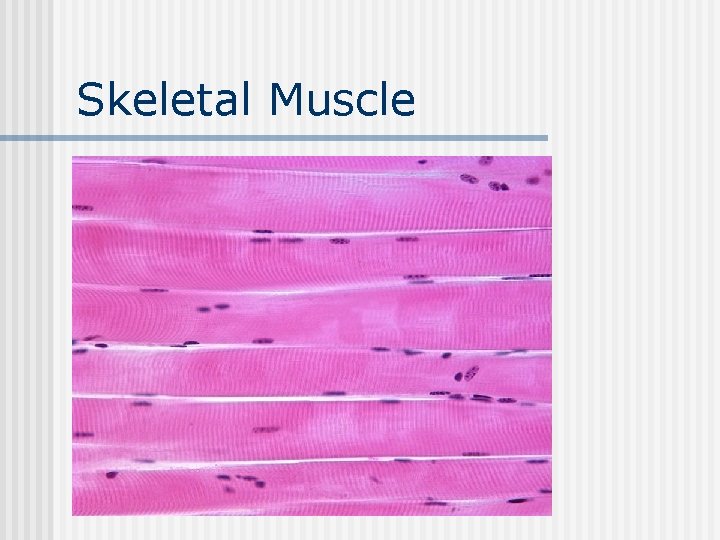 Skeletal Muscle 