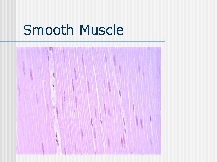 Smooth Muscle 
