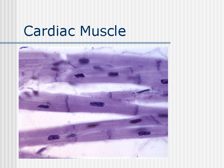 Cardiac Muscle 