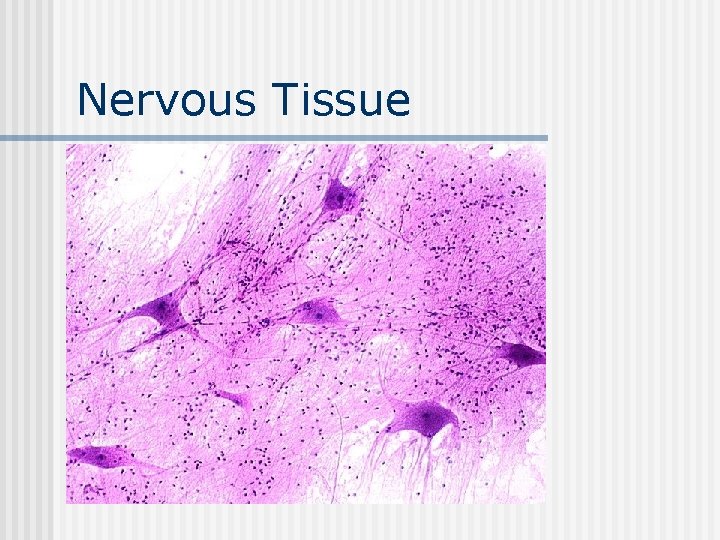 Nervous Tissue 
