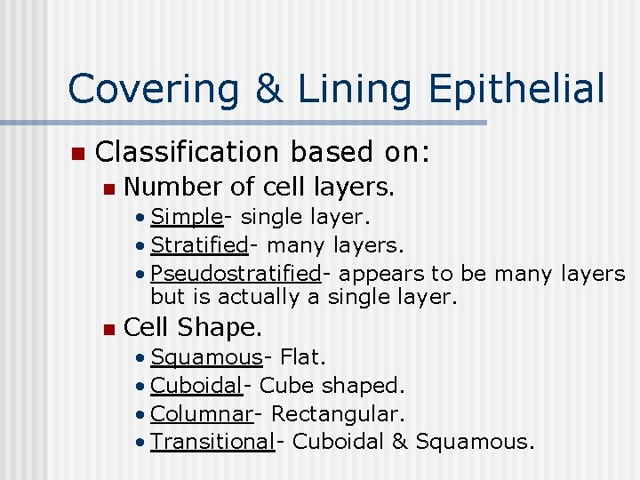 Covering & Lining Epithelial n Classification based on: n Number of cell layers. •