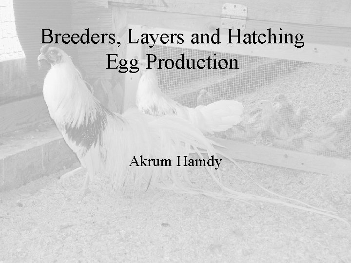 Breeders, Layers and Hatching Egg Production Akrum Hamdy 