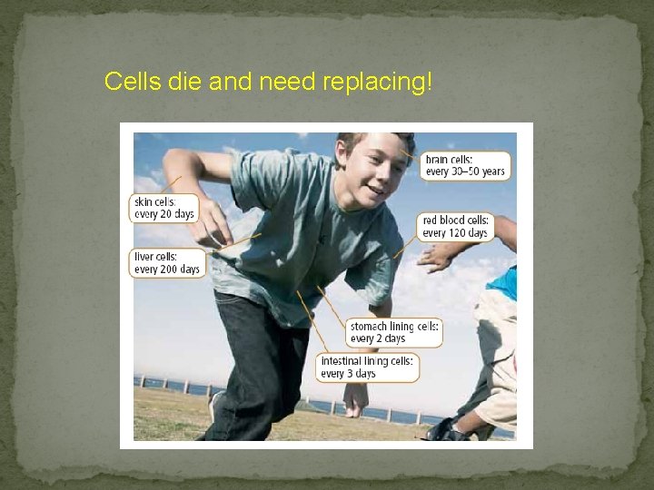 The Cell Cycle and MITOSIS Cells Divide to