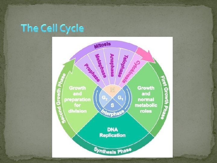 The Cell Cycle and MITOSIS Cells Divide to