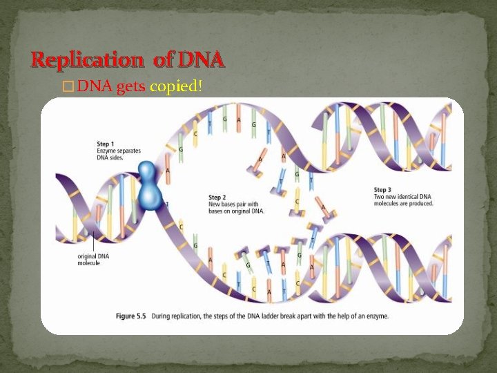 The Cell Cycle and MITOSIS Cells Divide to