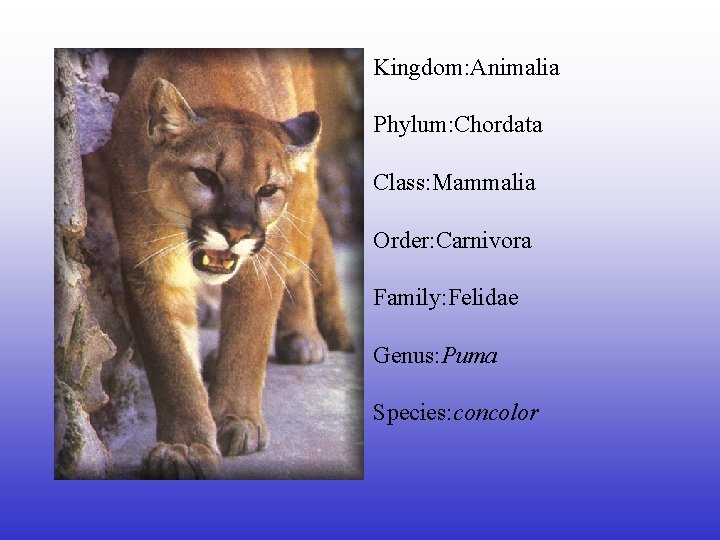 Kingdom: Animalia Phylum: Chordata Class: Mammalia Order: Carnivora Family: Felidae Genus: Puma Species: concolor