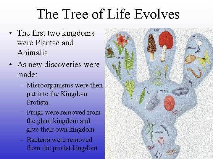 The Tree of Life Evolves • The first two kingdoms were Plantae and Animalia