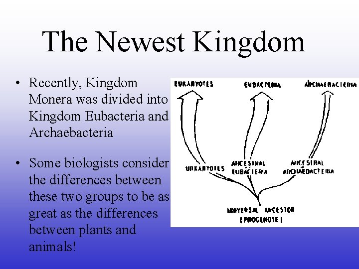 The Newest Kingdom • Recently, Kingdom Monera was divided into Kingdom Eubacteria and Archaebacteria