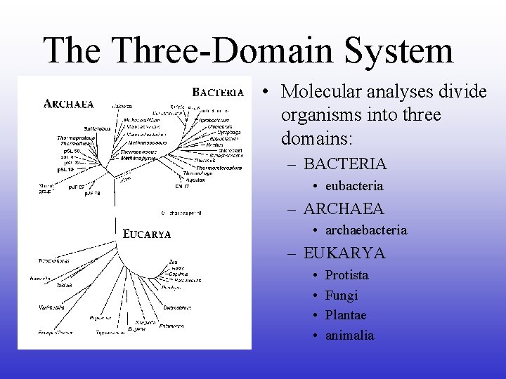 The Three-Domain System • Molecular analyses divide organisms into three domains: – BACTERIA •