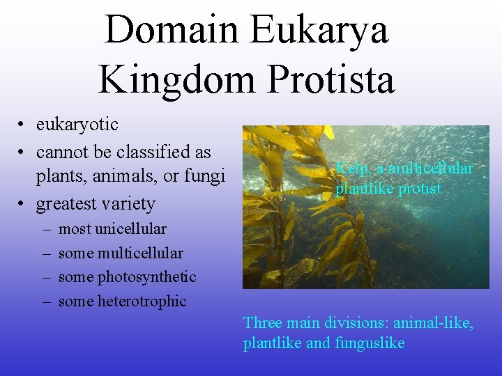 Domain Eukarya Kingdom Protista • eukaryotic • cannot be classified as plants, animals, or
