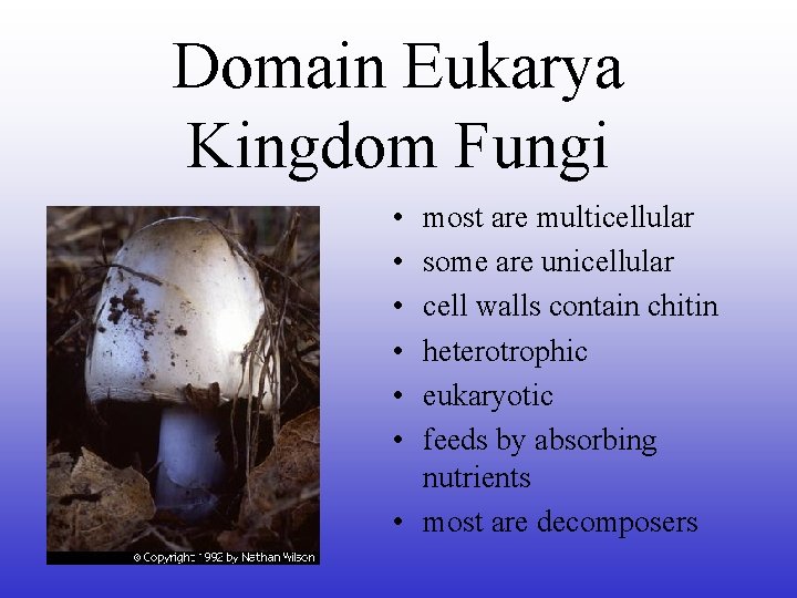 Domain Eukarya Kingdom Fungi • • • most are multicellular some are unicellular cell
