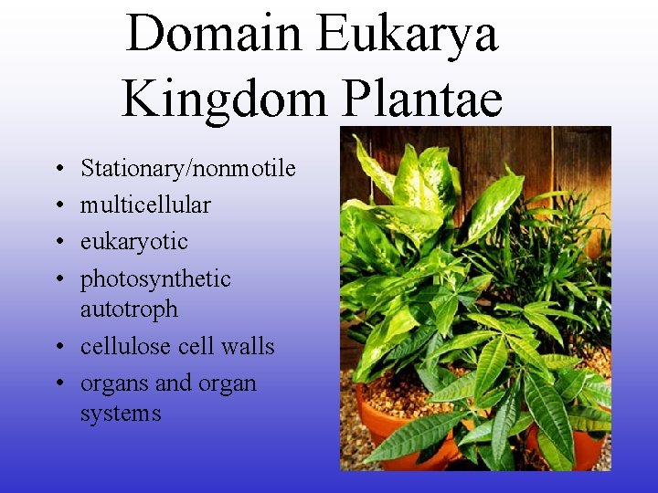 Domain Eukarya Kingdom Plantae • • Stationary/nonmotile multicellular eukaryotic photosynthetic autotroph • cellulose cell