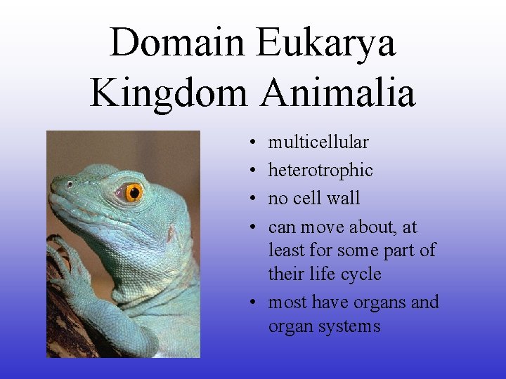 Domain Eukarya Kingdom Animalia • • multicellular heterotrophic no cell wall can move about,