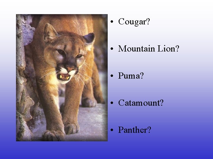 • Cougar? • Mountain Lion? • Puma? • Catamount? • Panther? 