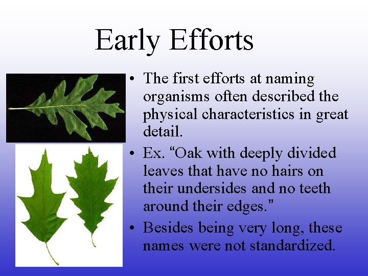 Early Efforts • The first efforts at naming organisms often described the physical characteristics