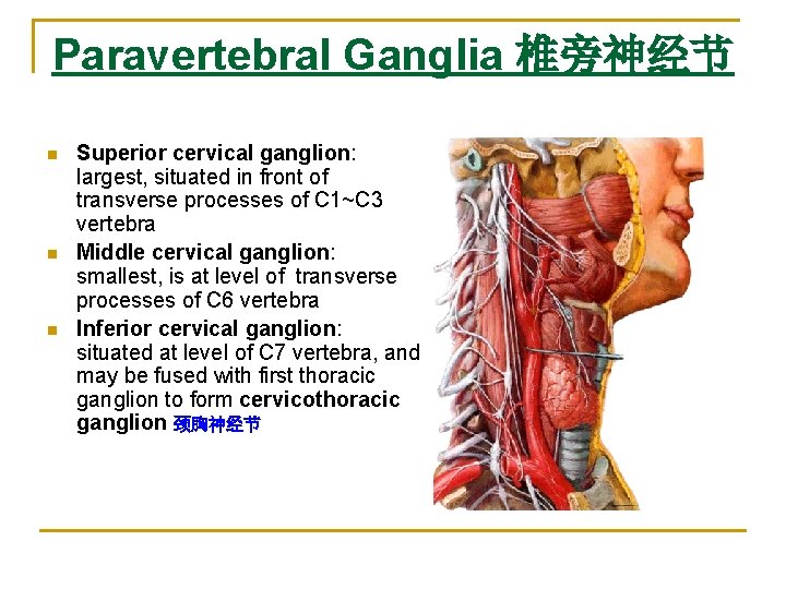 Paravertebral Ganglia 椎旁神经节 n n n Superior cervical ganglion: largest, situated in front of