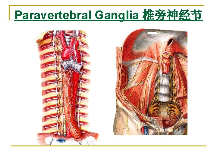 Paravertebral Ganglia 椎旁神经节 