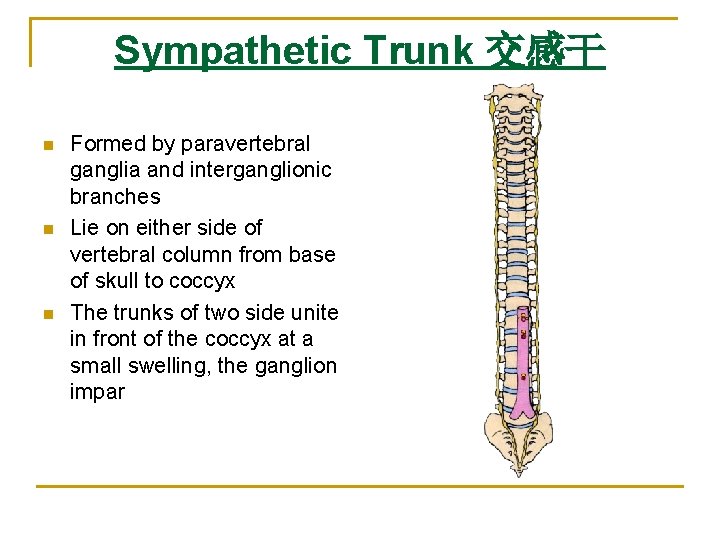 Sympathetic Trunk 交感干 n n n Formed by paravertebral ganglia and interganglionic branches Lie