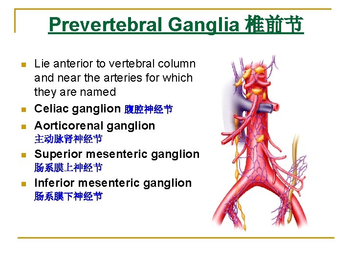 Prevertebral Ganglia 椎前节 n n n Lie anterior to vertebral column and near the