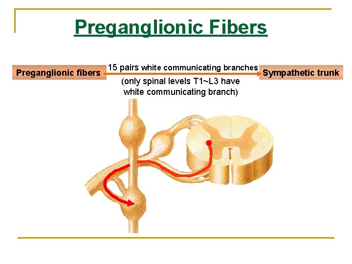 Preganglionic Fibers Preganglionic fibers 15 pairs white communicating branches (only spinal levels T 1~L