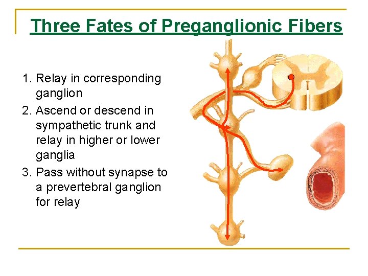 Three Fates of Preganglionic Fibers 1. Relay in corresponding ganglion 2. Ascend or descend