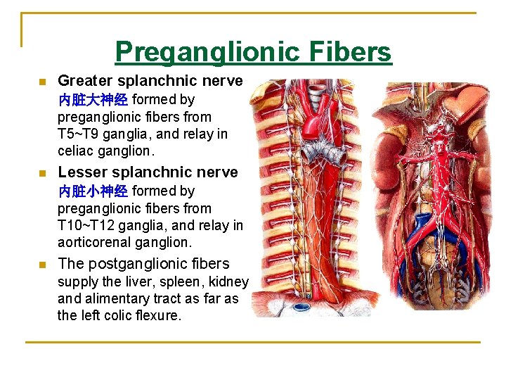 Preganglionic Fibers n Greater splanchnic nerve 内脏大神经 formed by preganglionic fibers from T 5~T