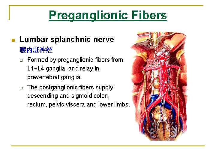 Preganglionic Fibers n Lumbar splanchnic nerve 腰内脏神经 q q Formed by preganglionic fibers from