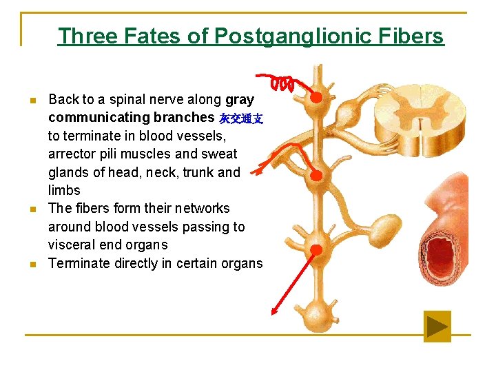 Three Fates of Postganglionic Fibers n n n Back to a spinal nerve along