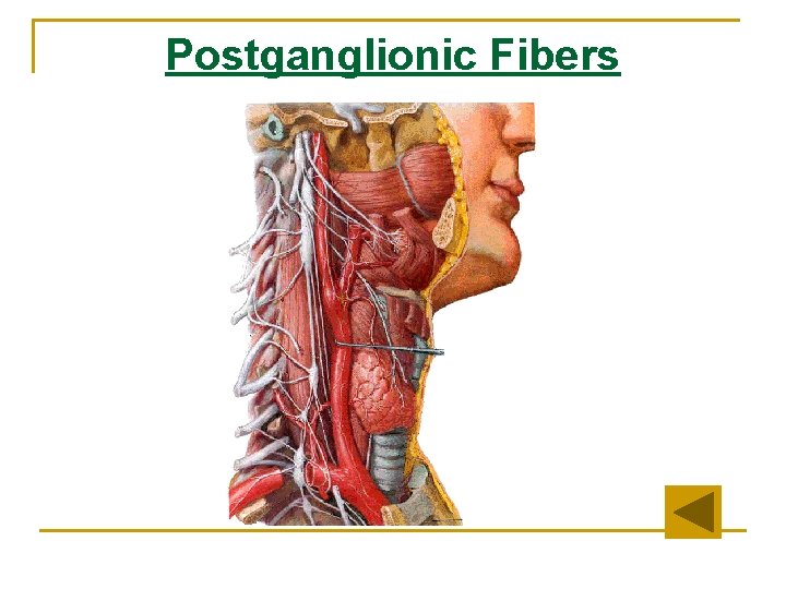 Postganglionic Fibers 