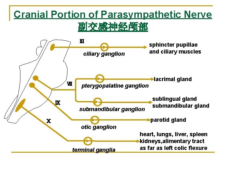 Cranial Portion of Parasympathetic Nerve 副交感神经颅部 Ⅲ sphincter pupillae and ciliary muscles ciliary ganglion