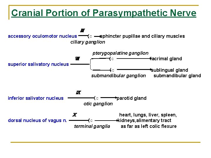 Cranial Portion of Parasympathetic Nerve Ⅲ accessory oculomotor nucleus 〈○ sphincter pupillae and ciliary