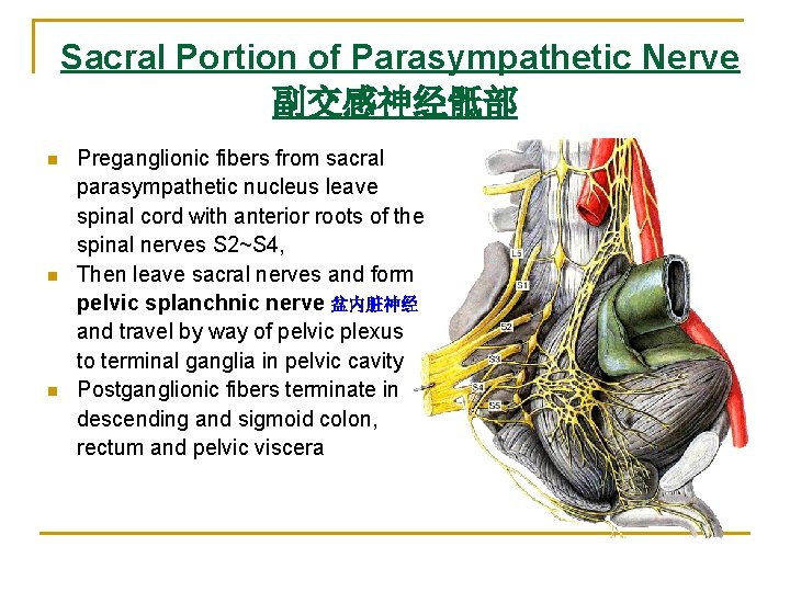 Sacral Portion of Parasympathetic Nerve 副交感神经骶部 n n n Preganglionic fibers from sacral parasympathetic