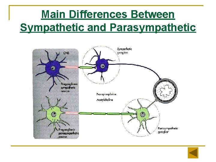 Main Differences Between Sympathetic and Parasympathetic 