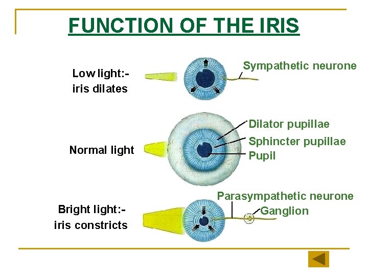 FUNCTION OF THE IRIS Low light: iris dilates Sympathetic neurone Dilator pupillae Normal light