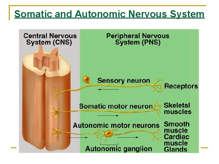 Somatic and Autonomic Nervous System 