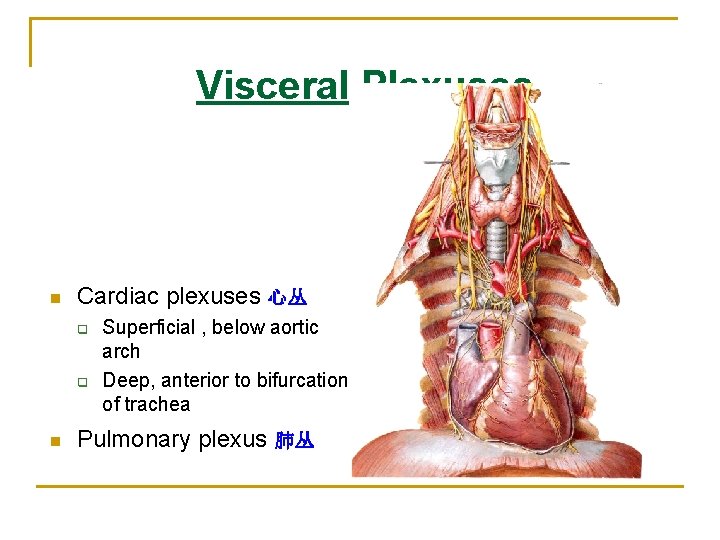 Visceral Plexuses n Cardiac plexuses 心丛 q q n Superficial , below aortic arch