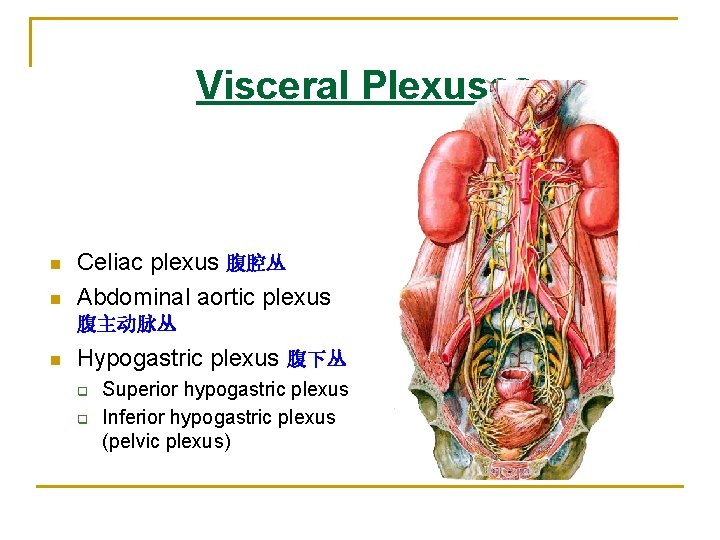 Visceral Plexuses n n Celiac plexus 腹腔丛 Abdominal aortic plexus 腹主动脉丛 n Hypogastric plexus