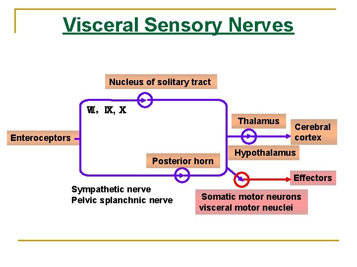 Visceral Sensory Nerves Nucleus of solitary tract Ⅶ，Ⅸ, Ⅹ Thalamus Enteroceptors Posterior horn Cerebral