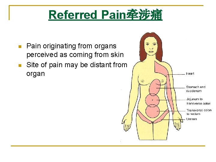 Referred Pain牵涉痛 n n Pain originating from organs perceived as coming from skin Site