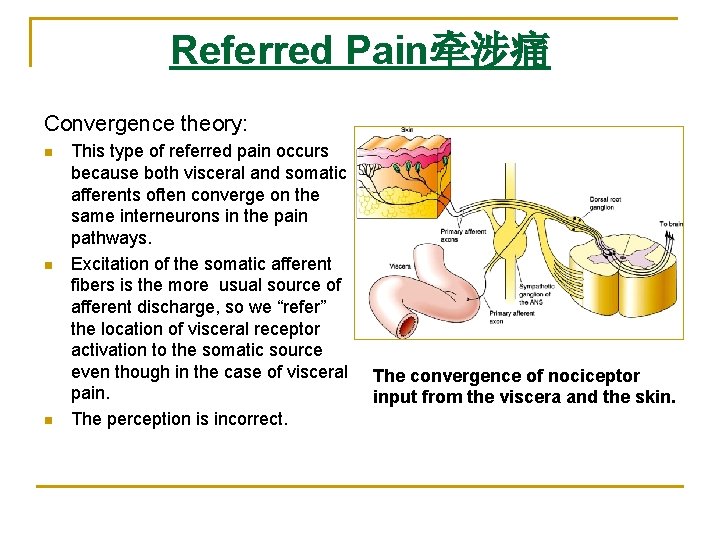 Referred Pain牵涉痛 Convergence theory: n n n This type of referred pain occurs because