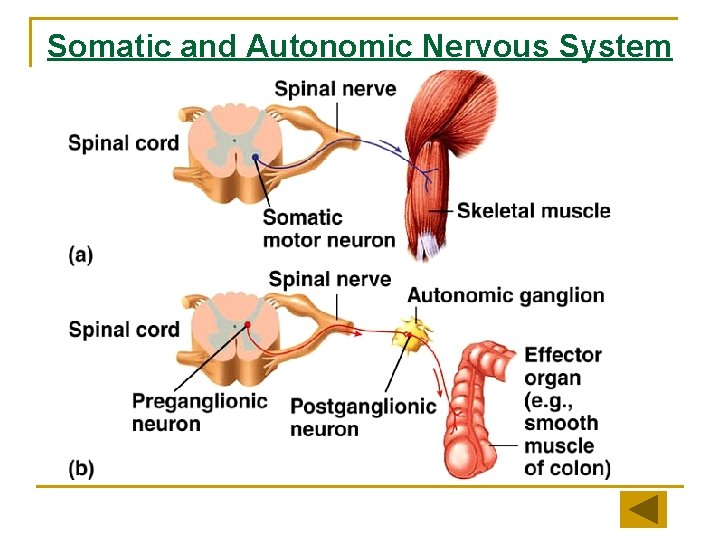 Somatic and Autonomic Nervous System 