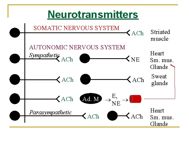 Neurotransmitters SOMATIC NERVOUS SYSTEM ACh AUTONOMIC NERVOUS SYSTEM Sympathetic ACh NE ACh Parasympathetic Ad.